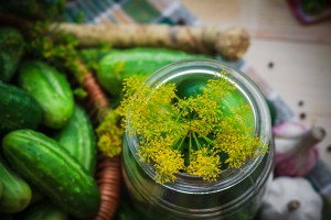 fermented gherkins cucmbers Jar