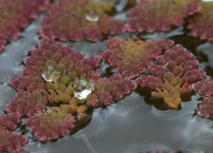 water rain azolla