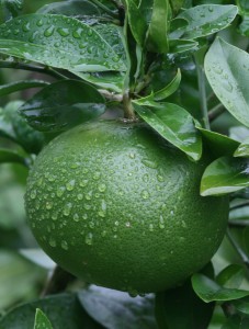 grapefruit rain