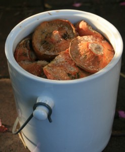 fermented mushroom crock
