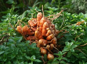 garden turmeric harvest