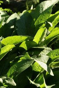 comfrey_small