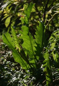 horseradish