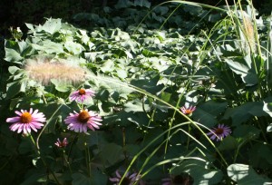 sweet_potatoes_echinacea