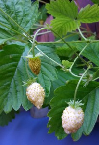 wild_strawberries_in_polypipe